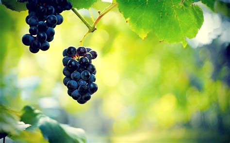 Nature Plants Photography Leaves Vines Grapes Vine Leaves Macro