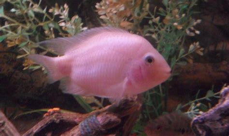 X10 Package Pink Convict Cichlid Med 2 3 Each Only 13953