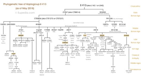 Phylogenetic Tree Of Haplogroup E V13 Y Dna Eupedia Phylogenetic