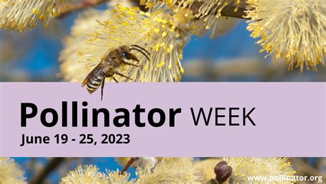 Pollinator Week 2023 Bee City Canada