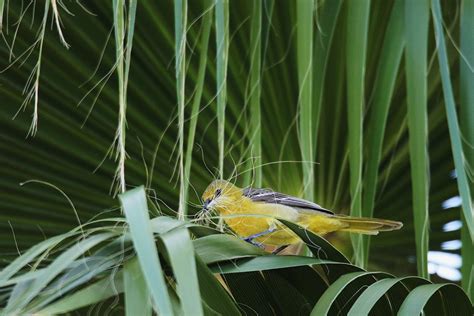 Audubon Photography Award Winners Show The Breathtaking Beauty Of Wild