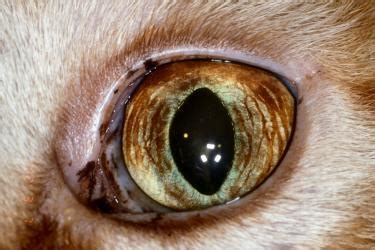 The mission of iris is to help veterinary practitioners better diagnose, understand and treat kidney disease in cats and dogs. May 2010