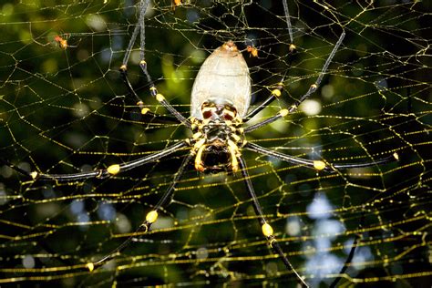 Giant Golden Orb Weaving Spider A Stray Liana
