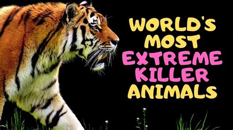 Worlds Most Extreme Killer Animals Youtube