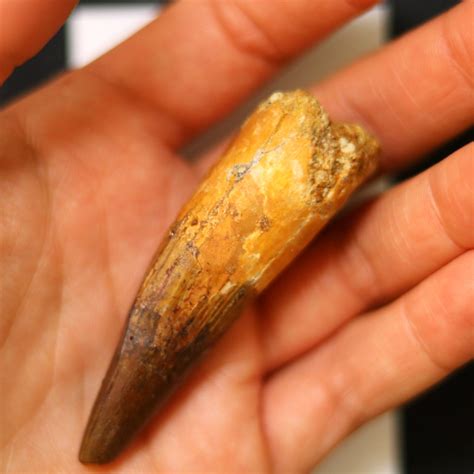 25 Inch Fossil Tooth From A Spinosaurus Dinosaur