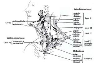 27 Best Bloodflow To Brain Images On Pinterest Brain Blood And Diff