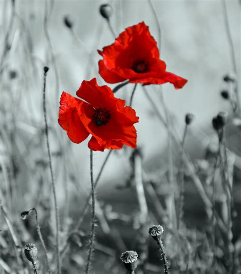 Selective Color Photography Of Red Flowers Hd Wallpaper Wallpaper Flare