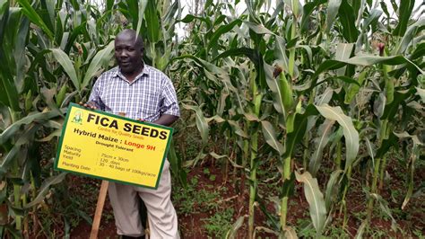 Delivering Improved Maize Seed Against All Odds Cgiar