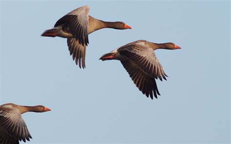 Geese Birds Flying In Tilt Shift Lens