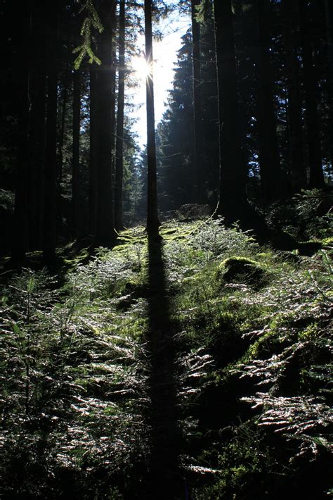 Morning Forest Black Forest Baiersbronn La Brionnaise Flickr
