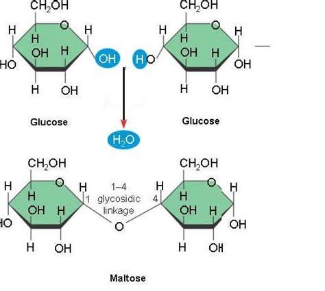 Explain The Formation Of Sucrose Maltoseand Lactose Biology
