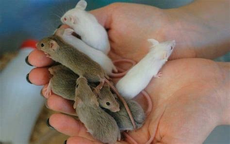 Raising Baby Rats Week By Week One Week To Six Weeks Old