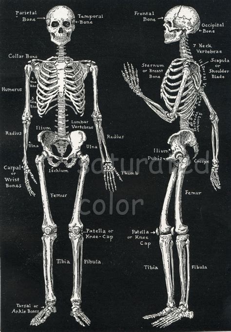 Human Body Bones Diagram Human Skeleton Hands And Feet Britannica