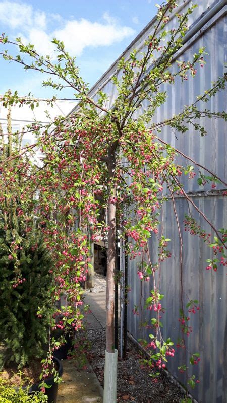 Weeping Crabapple Tree Brings Spring Beauty And Unique Shape To Any
