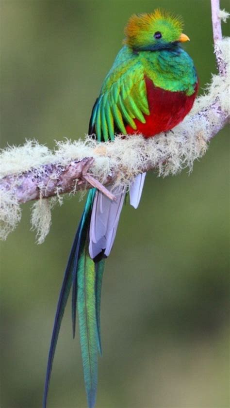 Resplendent Quetzal Bird The Resplendent Quetzal Is A Bird In The