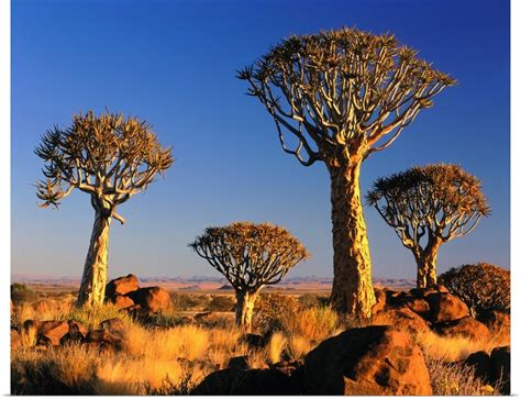 Namibia Namib Desert Kokerboom Quiver Tree Forest Aloe Dichotoma In
