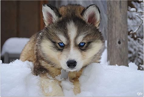 Siberian Husky Wolf Mix