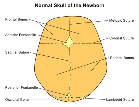 Fontanelles And Head Circumference At Six Week Check Paediatric Pearls