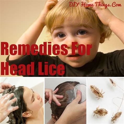 Best Home Remedies For Head Lice Head Lice Remedy Home Remedies