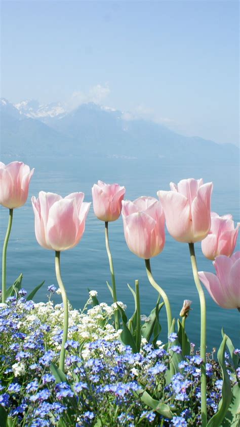 Spring Flowers Wallpaper Iphone Hupages Download Iphone Wallpapers