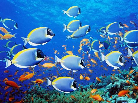 Underwater Fish Fishes Tropical Ocean Sea Reef Wallpaper 1600x1200