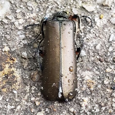 Maryland Biodiversity View Thumbnails Bronze Blister Beetle Lytta