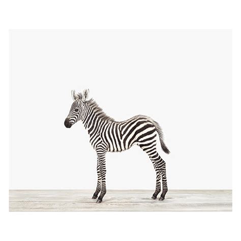 Baby Zebra Print Project Nursery