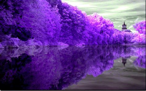 Forest Lake Purple Reflection Nature Lakes Hd Desktop