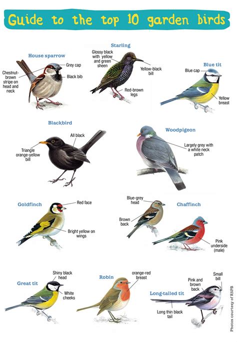 bird identification by color internei
