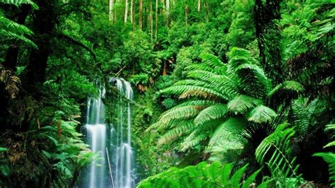 86 Rain Forest Habitat Lessons Tes Teach