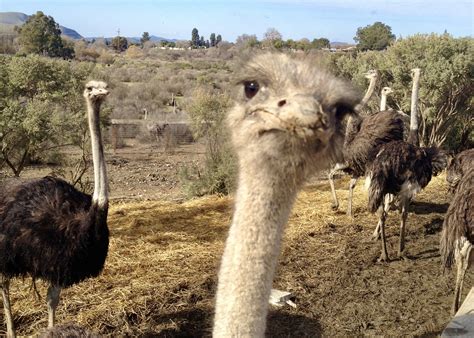 Visiting Ostrichland Usa Ostrich Farm Solvang California — Sick Girl