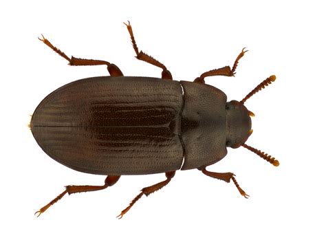 15 robaków które żyją w twoim domu Jak się ich pozbyć Deccoria pl