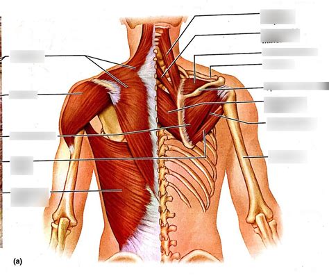 Back Muscle Diagram Diagram Of Back Muscles Of The Human Body