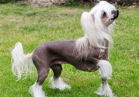 Chinese Crested Dog Breed Characteristic Daily And Care Facts