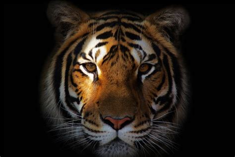 Free Download Custom Canvas Art Big Tiger Poster Cool Tiger Wallpaper