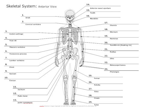 11 Best Images Of Blank Skeletal System Worksheet Skeletal System