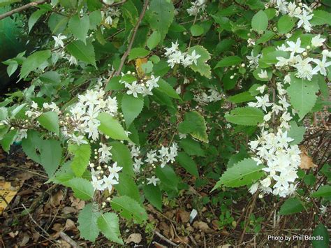 A collection of the most popular flowering trees for zone 7. Lacebark- very fast growing shrub/small tree,