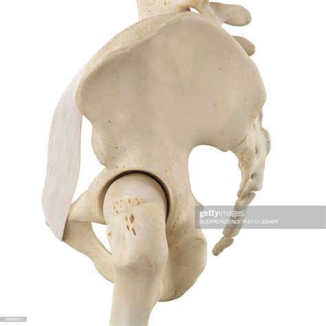 Human Pelvis Bones Illustration High Res Vector Graphic Getty Images