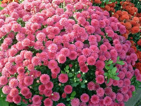 Jardín De Crisantemos Imágenes Y Fotos