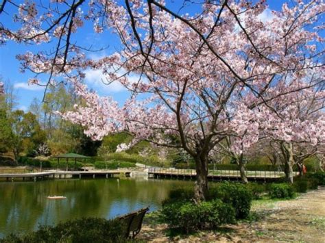 Ada banyak gambar pemandangan mulai dari gunung hingga bunga yang tidak heran banyak orang yang menjadikan pemandangan alam sebagai background desktop di komputer maupun juga di hp. Paling Populer 30 Gambar Bunga Sakura Full Hd - Galeri ...