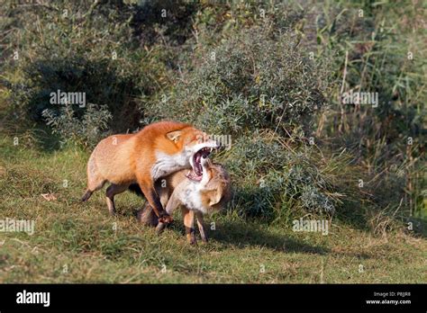 Red Foxes Stock Photo Alamy