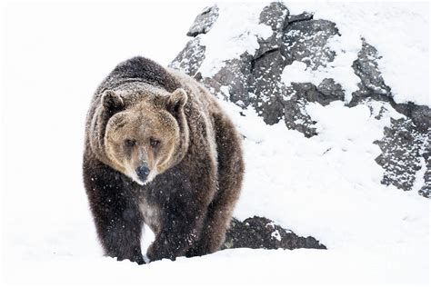 Grizzly Bear Approaching In Snow By Wanderluster