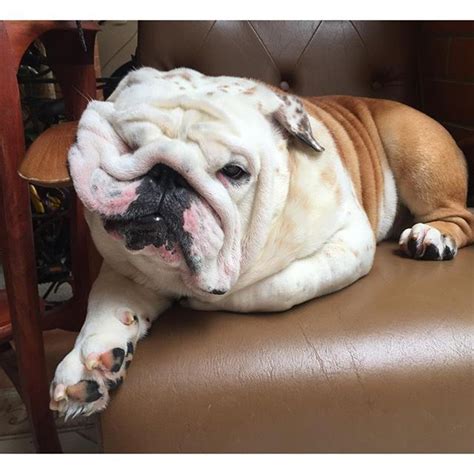 Look At All These Squishy Wrinkles On This English Bulldog