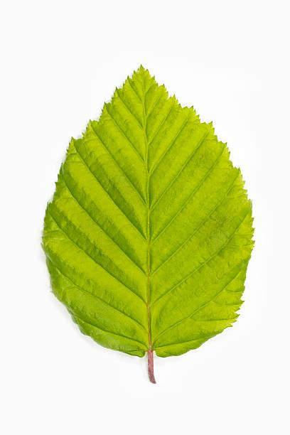 Beech Foliage Stock Photos Pictures And Royalty Free Images Istock