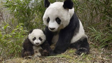 Giant Panda Cub Born In Zoo In The Netherlands News Ghana