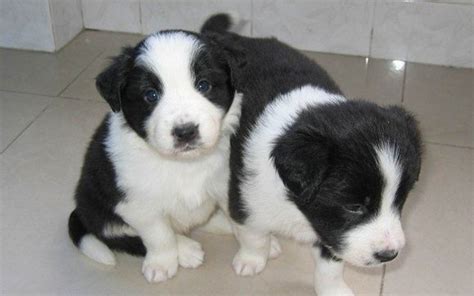 Border Collie Pictures and Information | Cute Puppy Images Pictures
