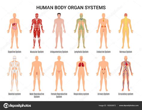 Menselijk Lichaam Orgel Systemen Poster Stockvector Macrovector