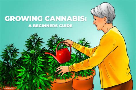Quick Guide To Growing Cannabis Indoors For Beginners