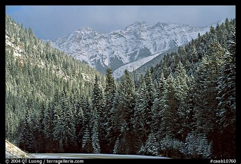 Picturephoto Snowy Forest And Mountains In Storm Light Seen From The