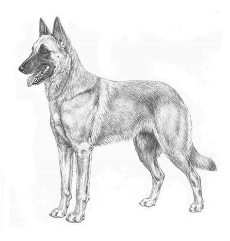 cane da pastore belga